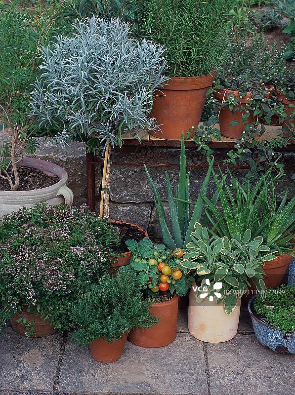 香草、圣女果和芦荟盆栽图片素材