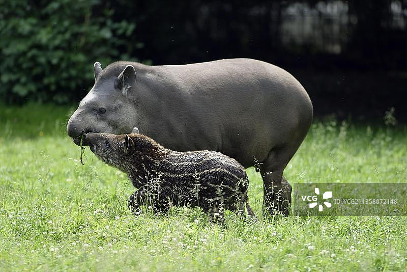 幼年南美貘图片素材