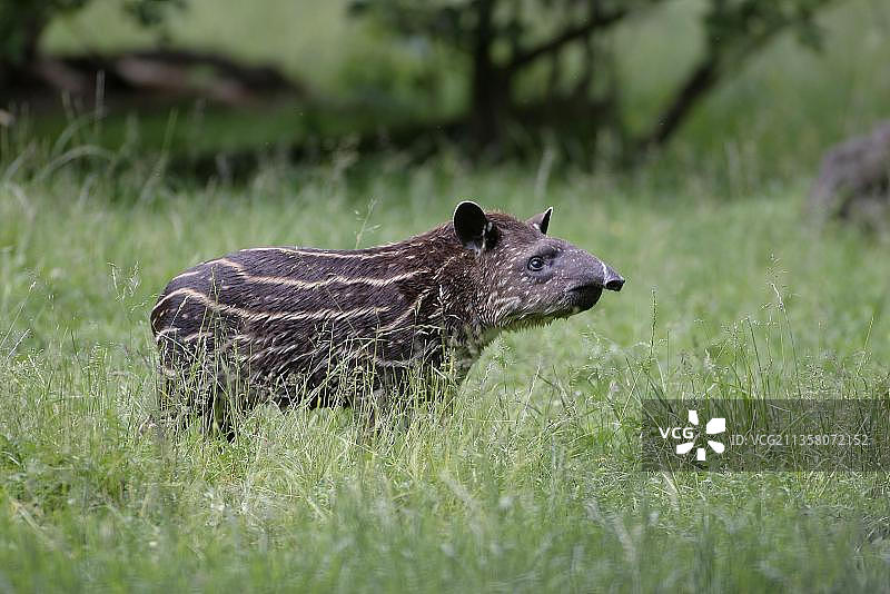 幼年低地貘图片素材