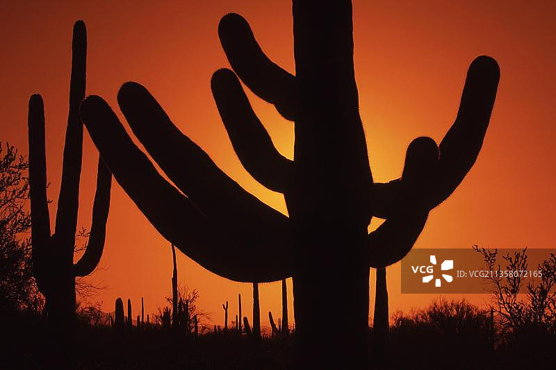 亚利桑那州巨人柱国家纪念碑日落时分的巨人柱仙人掌图片素材