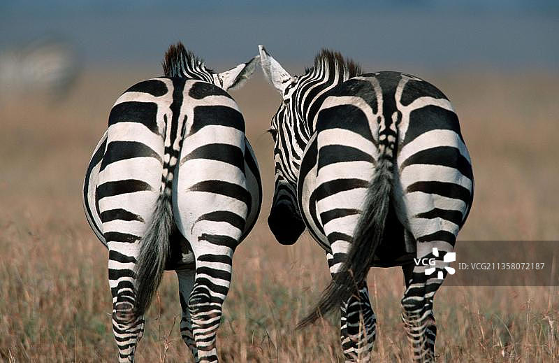 格兰特斑马（布氏斑驴），肯尼亚马赛马拉野生动物保护区，非洲图片素材