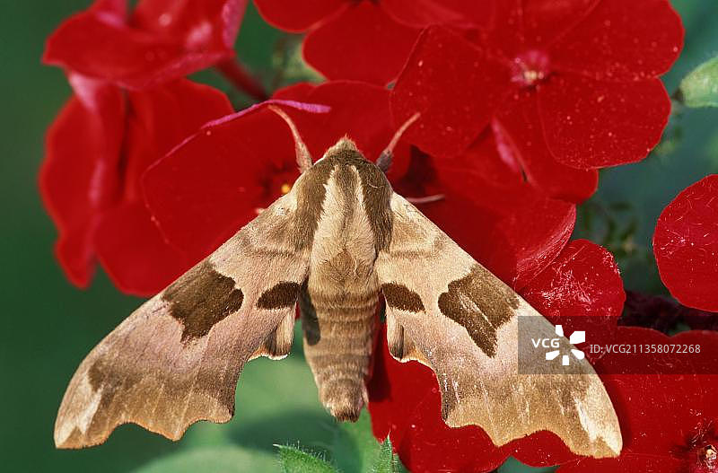 椴树鹰蛾（Mimas tiliae），比利时，欧洲图片素材