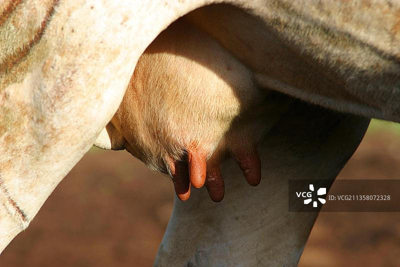 瘤牛的乳房图片素材