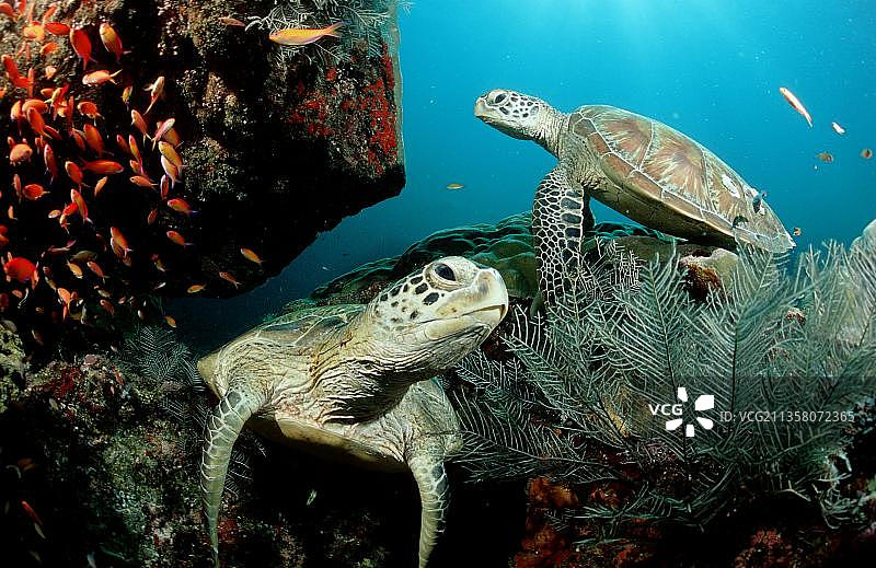 马来西亚西巴丹岛的绿海龟图片素材