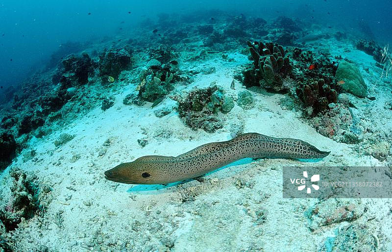 巨型海鳝，马来西亚婆罗洲兰卡央图片素材