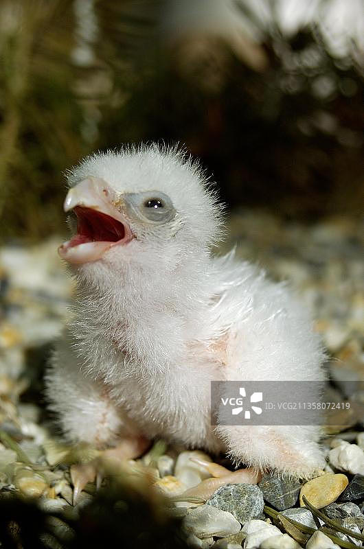 德国黑森州，游隼幼鸟图片素材