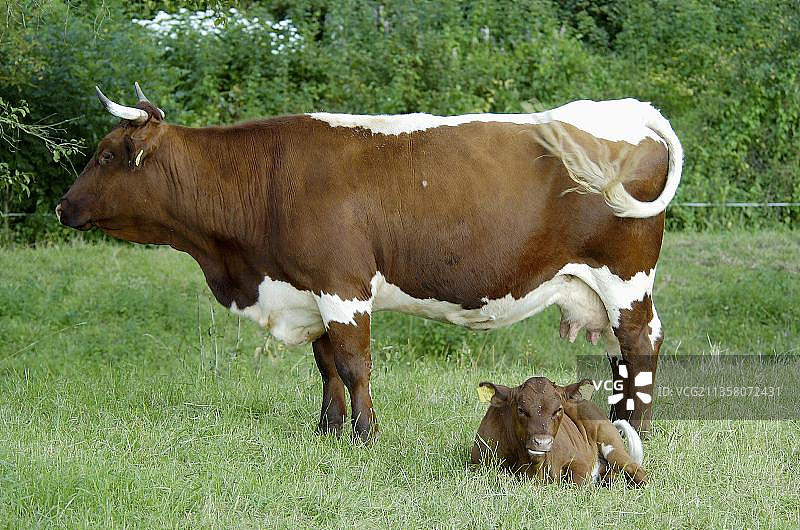 带小牛的奶牛图片素材