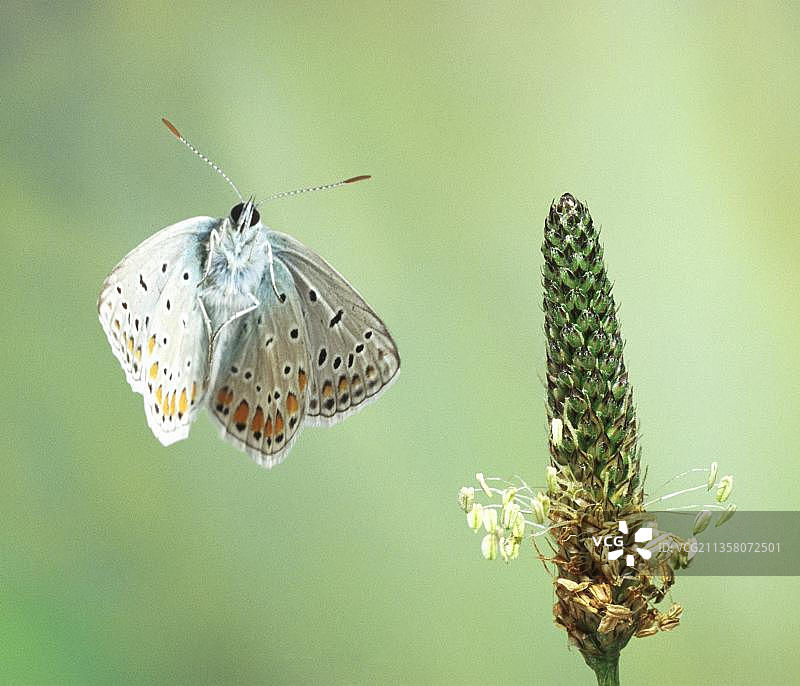 可自由飞翔的雌性普通蓝蝴蝶图片素材