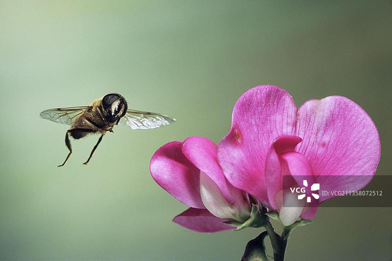 飞行无人机与粪蝇图片素材