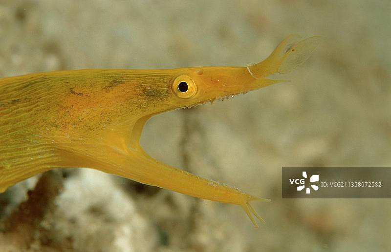 黄带鳗（学名：Rhinomuraena quaesita）图片素材