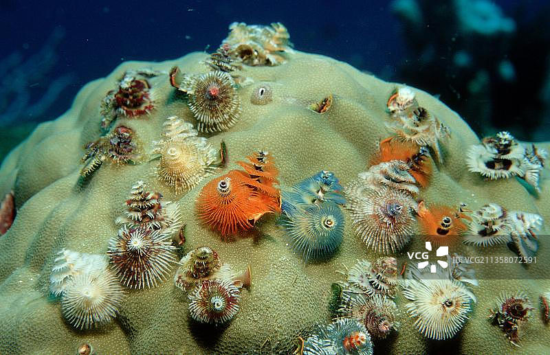 圣诞树虫（Spirobranchus giganteus），螺旋管虫，管虫，羽毛掸子虫，兰卡央，婆罗洲，马来西亚，亚洲图片素材