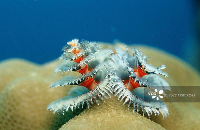 圣诞树虫(Spirobranchus giganteus),螺旋管虫,管虫,羽毛掸子虫,兰卡央,婆罗洲,马来西亚,亚洲图片素材