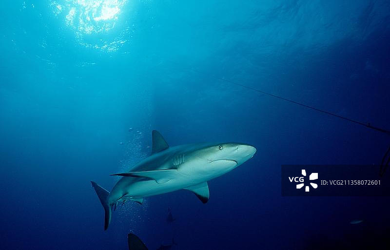 加勒比礁鲨（学名：Carcharhinus perezi），加勒比海，巴哈马，中美洲图片素材