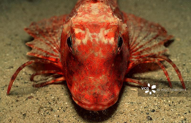 条纹鲂鮄，摄于克罗地亚伊斯特拉，欧洲图片素材