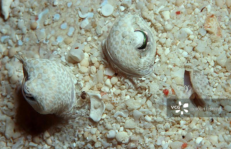 眼斑扁鲹，西巴丹岛，马来西亚，亚洲图片素材