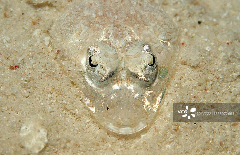 长鼻扁头鱼，幼鱼，斯米兰群岛，安达曼海，泰国，亚洲图片素材