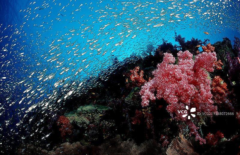 泰国普吉岛斯米兰群岛安达曼海珊瑚礁图片素材