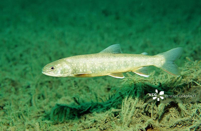 北极红点鲑图片素材