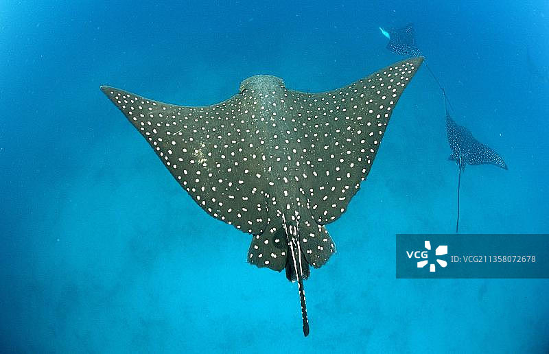 加拉帕戈斯群岛的 spotted eagle ray图片素材