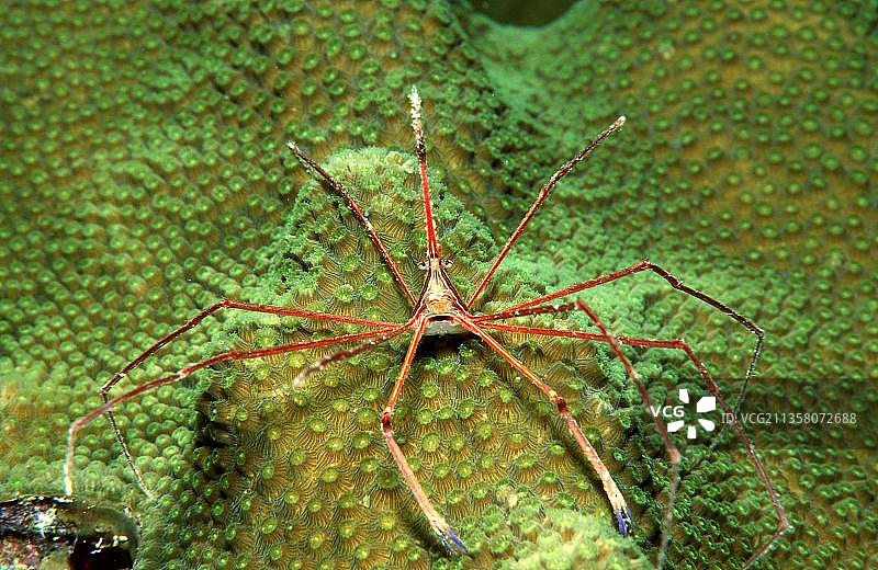 蜘蛛蟹，墨西哥，中美洲图片素材