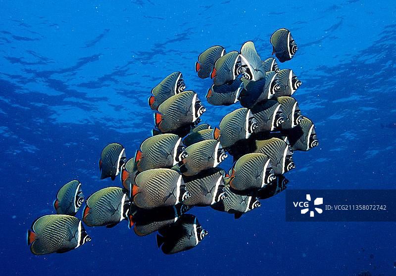 巴基斯坦蝴蝶鱼，阿里环礁，红尾蝴蝶鱼，蝴蝶鱼，阿里环礁，马尔代夫，亚洲图片素材