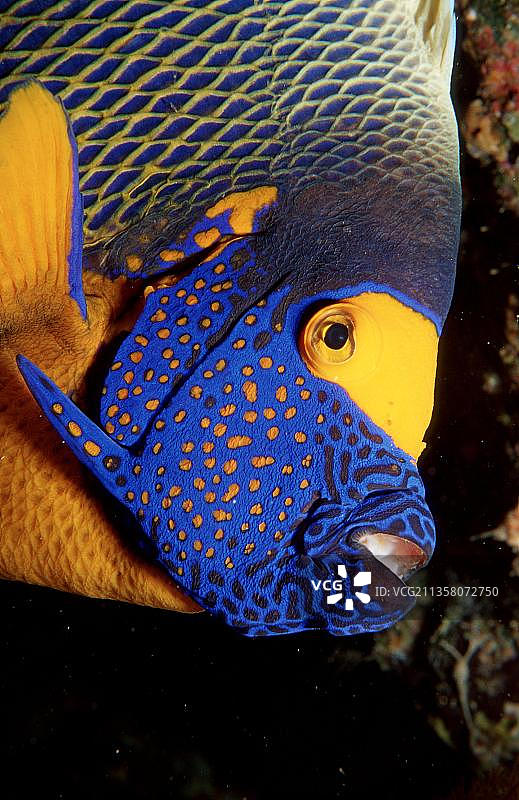 黄面神仙鱼，马尔代夫，亚洲图片素材