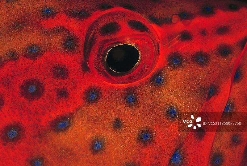 马尔代夫珊瑚石斑鱼特写图片素材