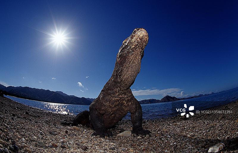 科莫多巨蜥，科莫多岛，科莫多国家公园，印度尼西亚，亚洲图片素材