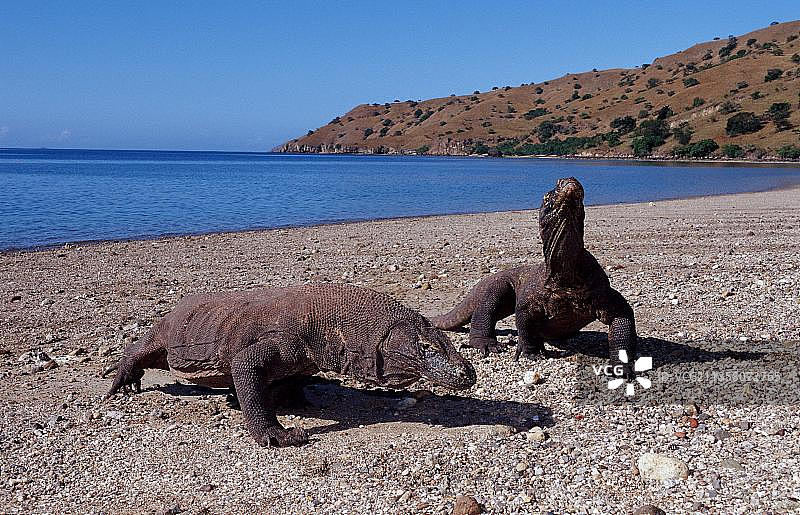 科莫多巨蜥（Varanus komodoensis），科莫多岛，科莫多国家公园，印度尼西亚，亚洲图片素材