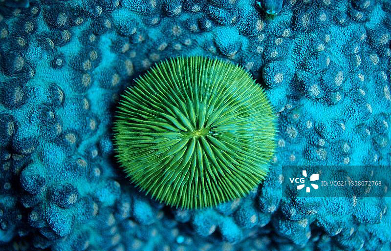 科莫多国家公园的蘑菇珊瑚图片素材