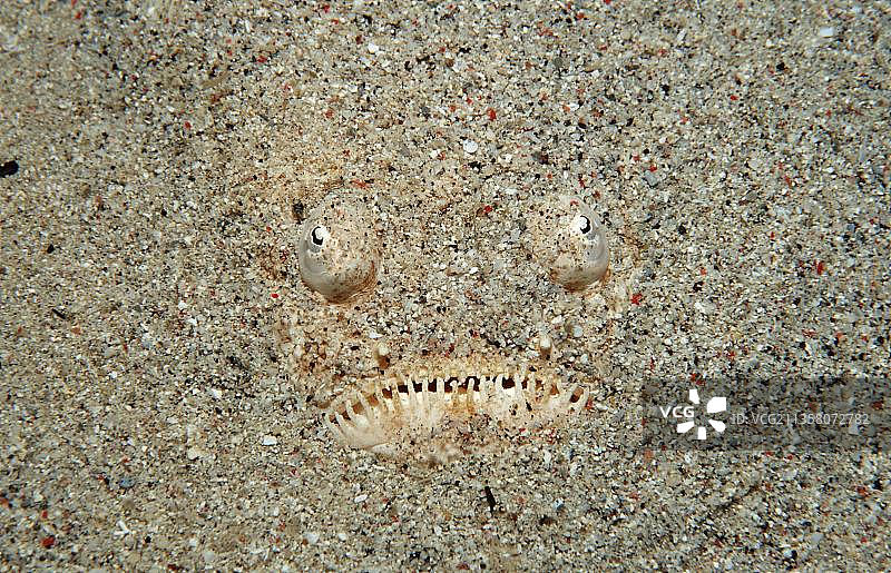 科莫多国家公园双带瞻星鱼，印度尼西亚图片素材