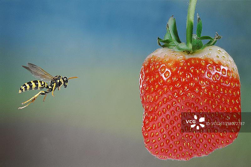 纸胡蜂与草莓图片素材