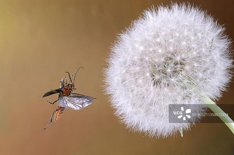 普通士兵甲虫飞向蒲公英种子头图片素材