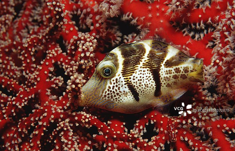 印度尼西亚科莫多国家公园的黑鞍箱鲀图片素材