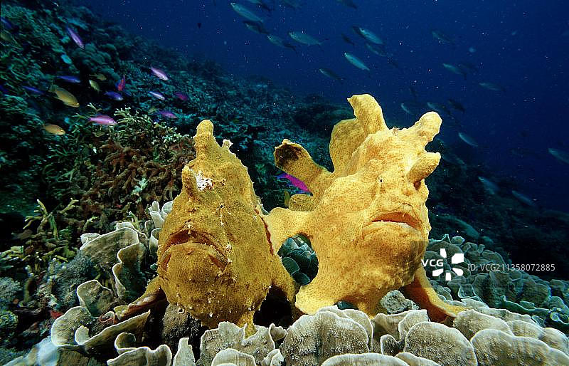 科默森氏安康鱼，邦劳，薄荷岛（Antennarius commersonii），菲律宾，亚洲图片素材