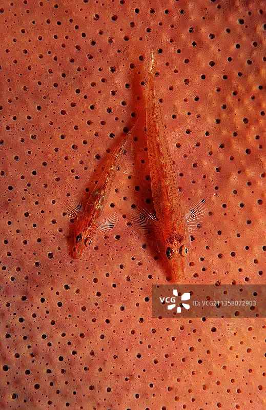 菲律宾邦劳岛的幽灵虾虎鱼图片素材