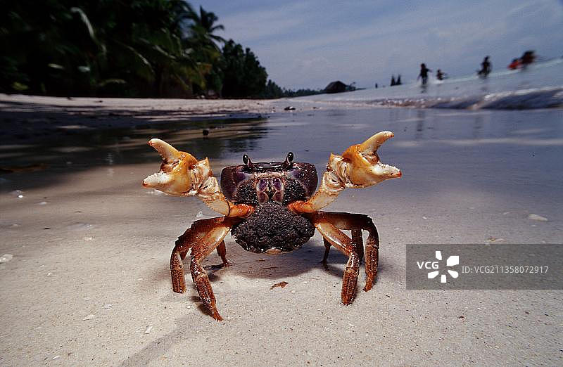 携带卵的具威胁性的雌性陆蟹，邦劳岛，菲律宾，亚洲图片素材