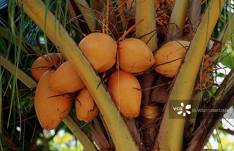 椰子树果实，菲律宾，亚洲图片素材
