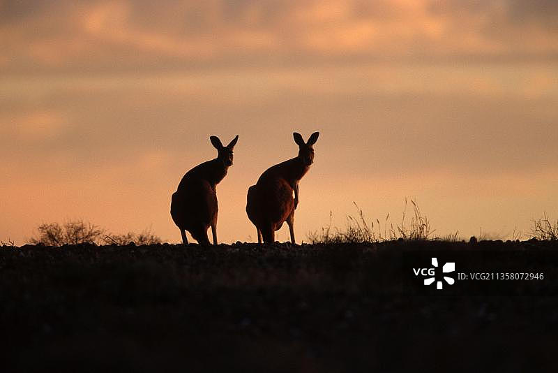 红袋鼠（Macropus rufus），斯特特国家公园，澳大利亚新南威尔士州图片素材
