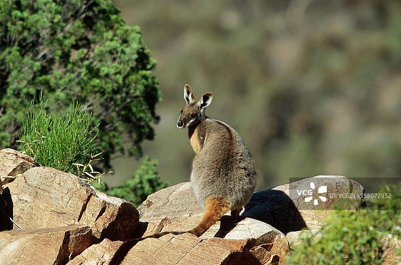 黄脚岩袋鼠，弗林德斯山脉国家公园，南澳大利亚图片素材