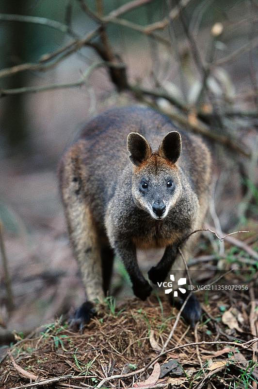 澳洲丹德农山脉国家公园的沼泽沙袋鼠图片素材