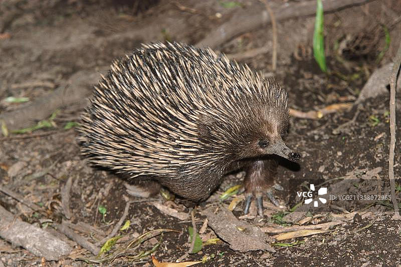 短吻针鼹图片素材