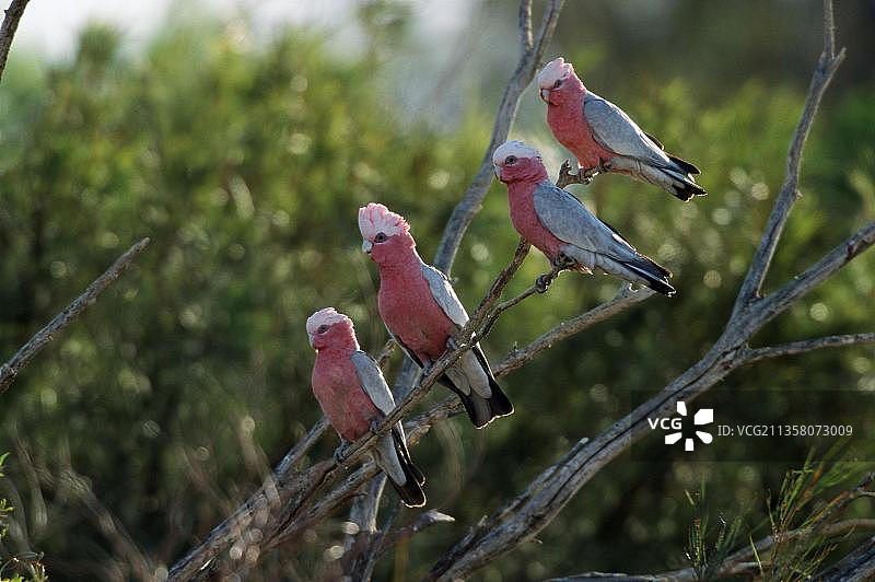 澳大利亚的粉红凤头鹦鹉图片素材