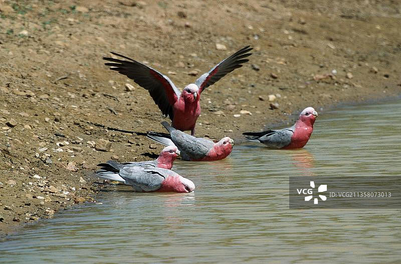 澳洲粉红凤头鹦鹉饮水图片素材