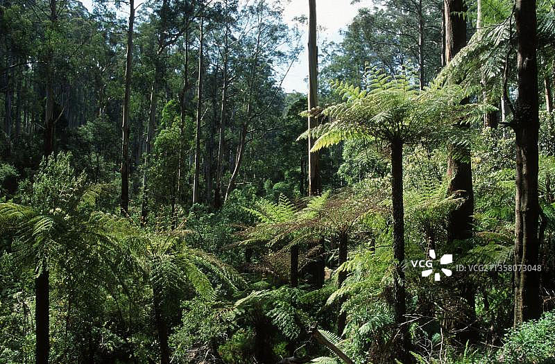 澳大利亚维多利亚州丹德农国家公园的热带雨林图片素材