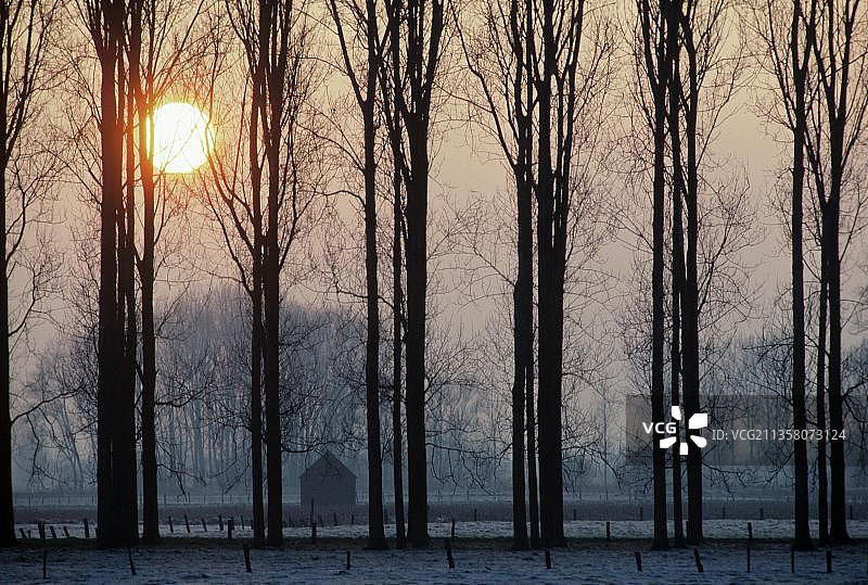 欧洲比利时的加拿大杨树图片素材