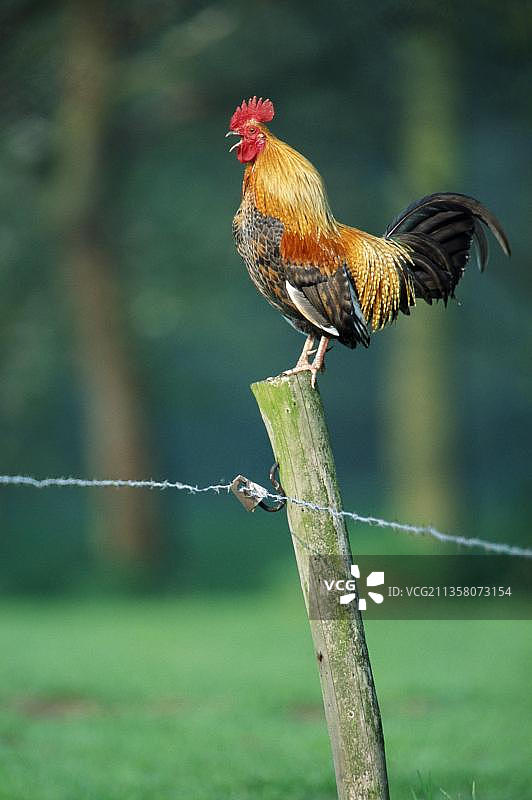 家养公鸡打鸣，比利时图片素材