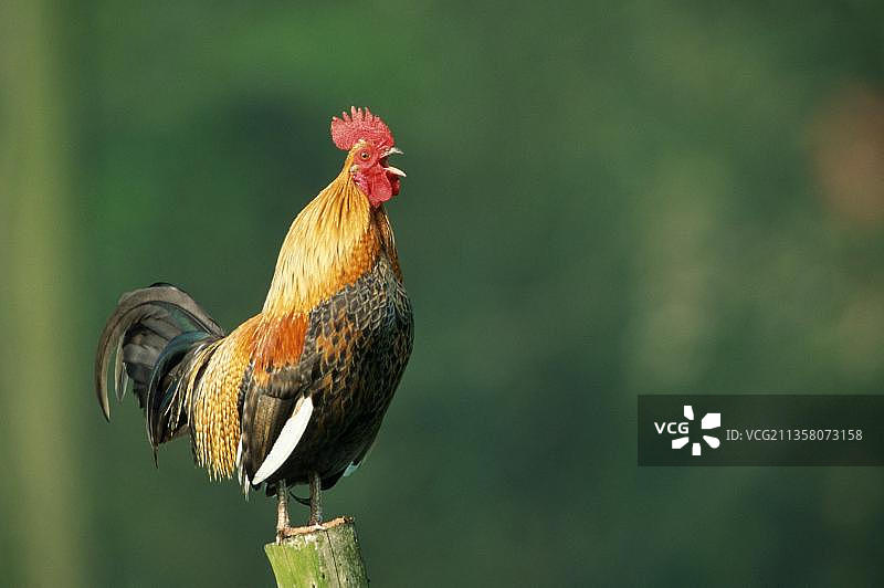家养公鸡，啼叫，比利时，欧洲图片素材