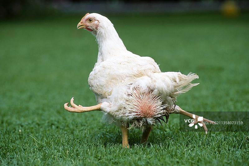 比利时四腿家禽母鸡图片素材