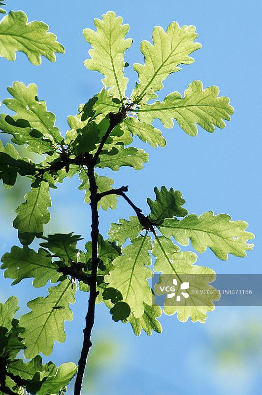 比利时欧洲英国栎树树叶图片素材